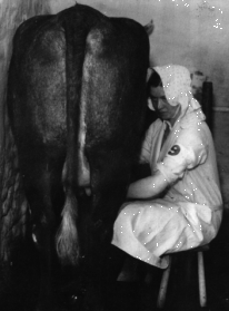 Milking contest, 1930s