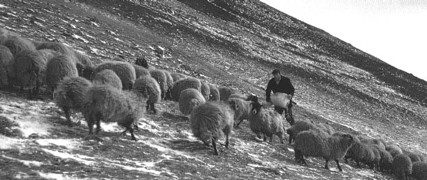 Feeding Swaledale sheep on the fell; steep slopes and snow on the ground.