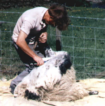 Hand clipping, 1985