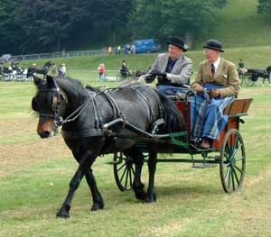 Fell pony mare pulling a cart designed for a disabled driver and ablebodied assistant