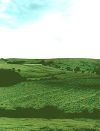 July in Bretherdale; hay lying "scaled out" to dry 