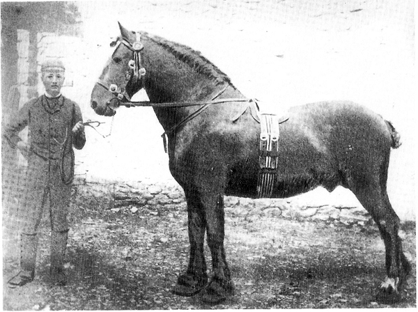 Comet II, Welsh Cob x Fell-Galloway stallion