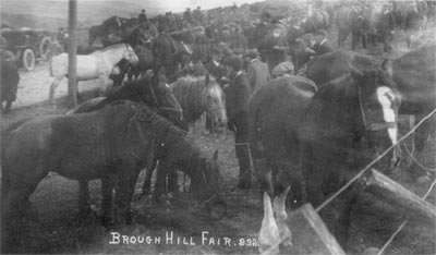 horses tied to a fence at Brough Hill Fair