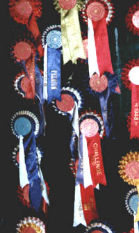 Dalemain ponies' rosettes