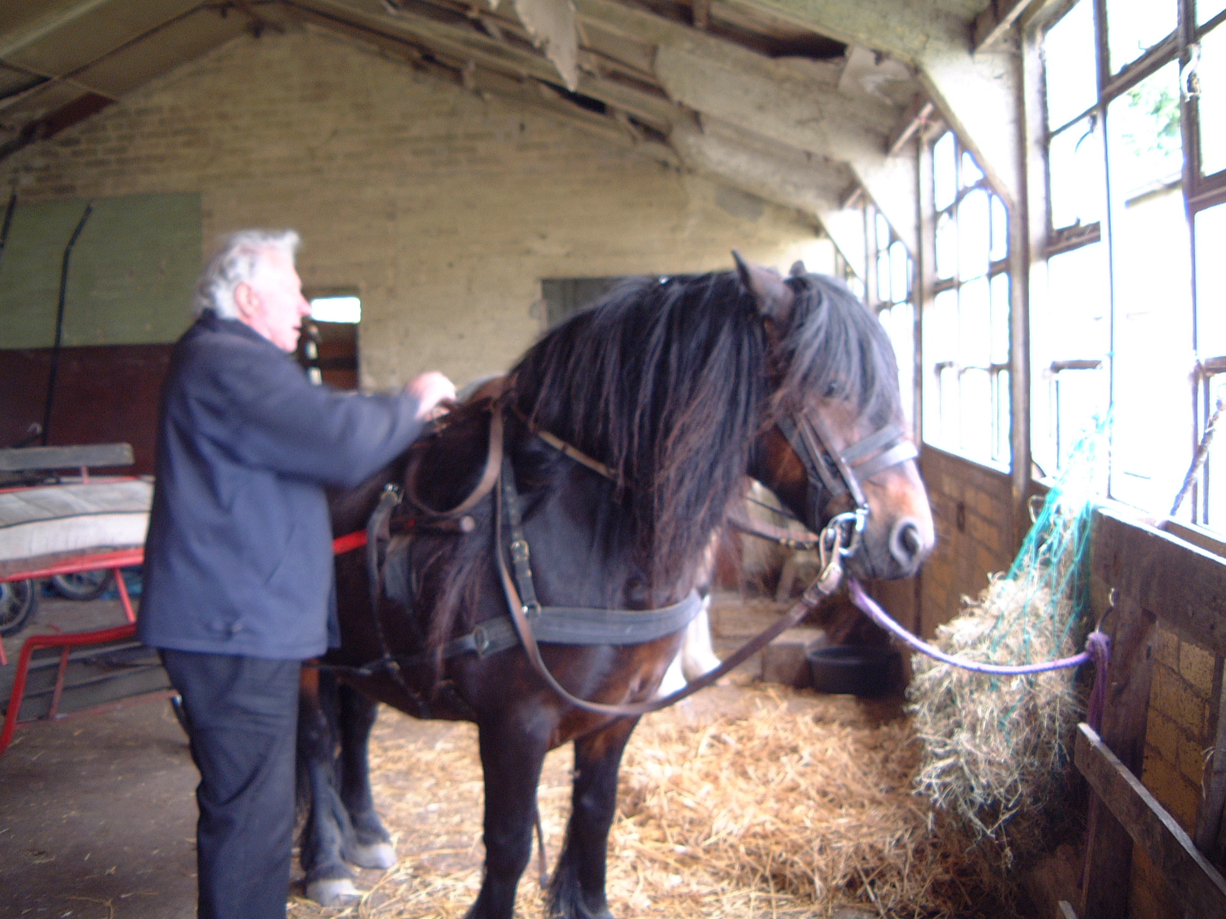 brown fell pony and his trainer teaching him to accept the exercise cart