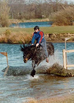 Sleddale Ben, brown Fell pony, jumping a log in a lake during a hunter trial