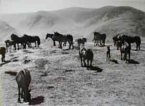 fell ponies on the Enclosure at Berrier