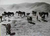 Herd of Fell mares at Berrier "enclosure"