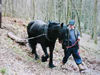 Fell pony dragging log