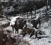 Fell pony ibeing trained to carry woolpack