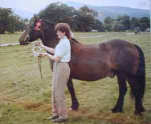 Veteran Fell pony