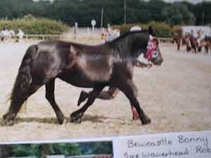 Champion  in hand mare trotting