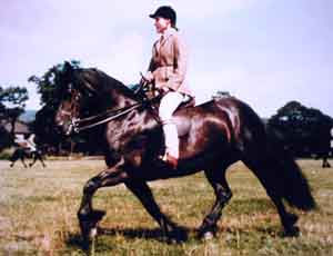 Ridden Fell mare trotting