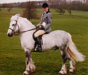 Ridden Fell stallion