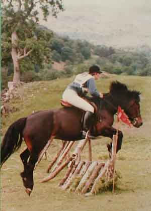 Fell pony jumping 