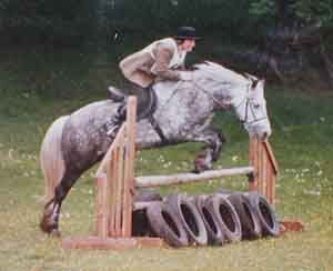 Fell pony jumping 