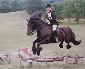 Fell pony jumping 