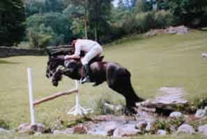 Fell pony jumping 