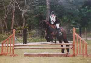 Fell pony jumping 