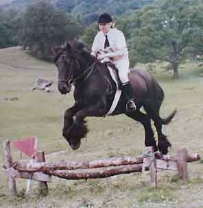 Fell pony jumping 