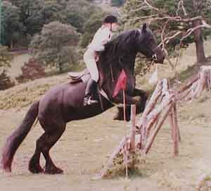 Fell pony jumping 