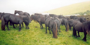 Bert Morland's Lunesdale herd is gathered from the fell into a small field at Roundthwaite