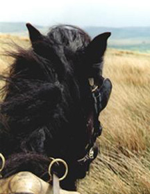 The best view in the world! - between a Fell's ears on the Cumbrian fells.