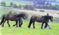 brown Fell ponies