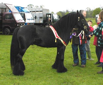 Black 3 yr old stallion: Supreme Champion Murthwaite Look at Me