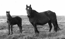 B&W image of Heltondale mare and foal