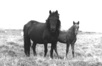 B&W image of Heltondale mare and foal