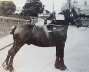 Prize winning stallion in show gear