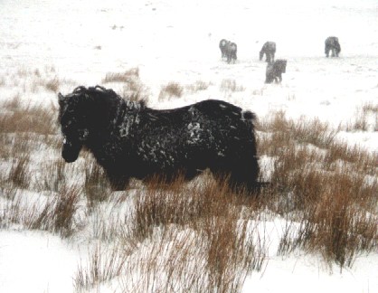 Greenholme ponies in the snow on Birkbeck Fell