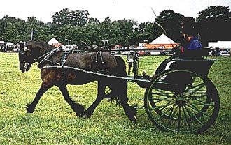 Tebay Tommy (Mr T) defying the rain at Penrith Show