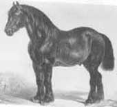 Flemish horse of about 1840