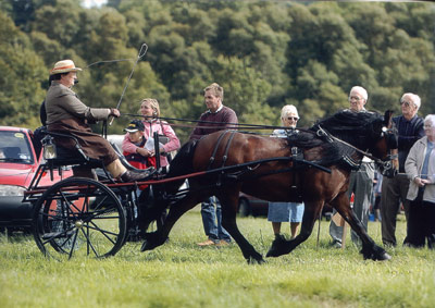 bay fell mare in carriage