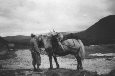 Highland pony with a deer on its saddle