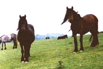 Two old mares on Loupsfell, Greenholme