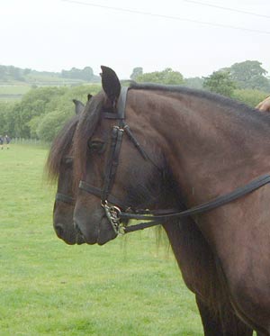 two Fell pony heads